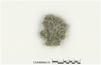 藏品(包氏白髮苔)的圖片